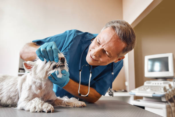 Best Emergency X-Rays and Diagnostics in Half Moon, NC